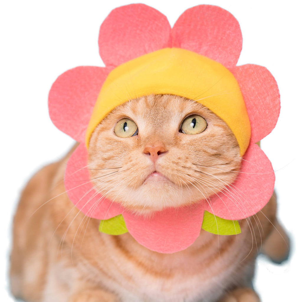 Flower Cap for Cats (Surprise Box) CAT KITAN CLUB   
