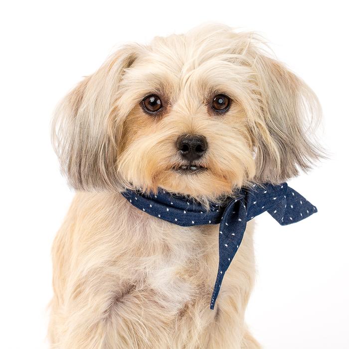 MODERN BEAST | Neck Tie in Polka Dot Denim Accessories MODERN BEAST   