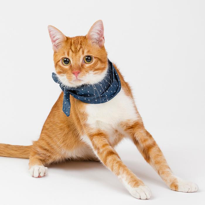 MODERN BEAST | Neck Tie in Polka Dot Denim Accessories MODERN BEAST   
