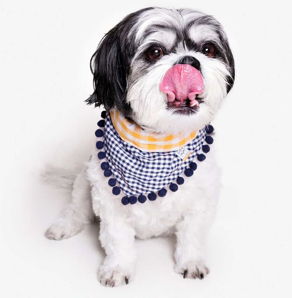 OH HONEY BEAR Charlie Pom Pom Bandana DOG1