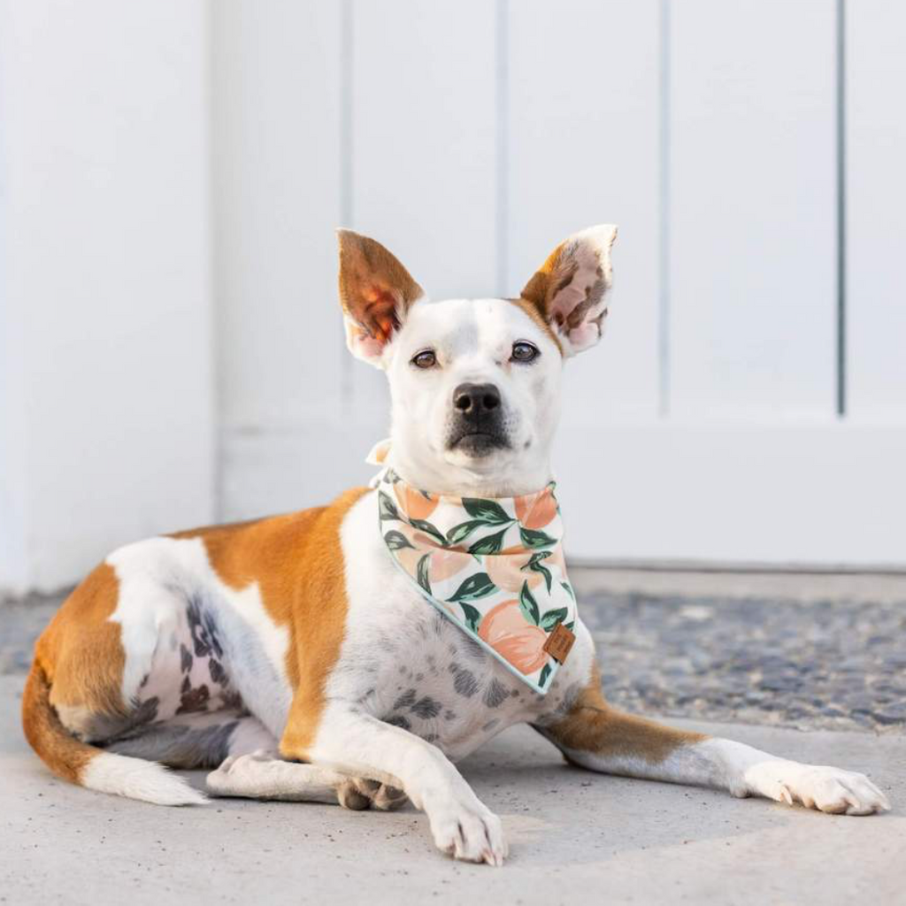 Peaches and Cream Dog Bandana (Made in the USA) (FINAL SALE) Wear THE FOGGY DOG   