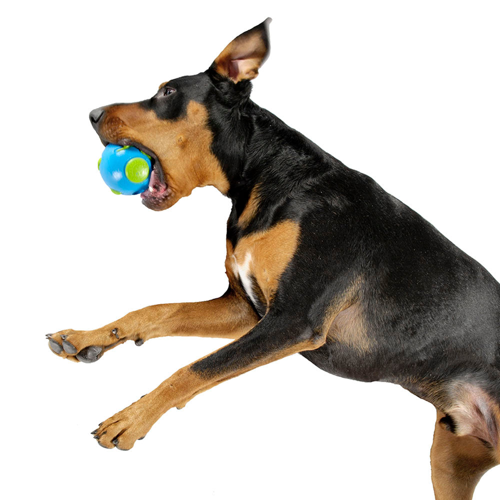 Orbee Ball in Blue & Green Toys PLANET DOG   