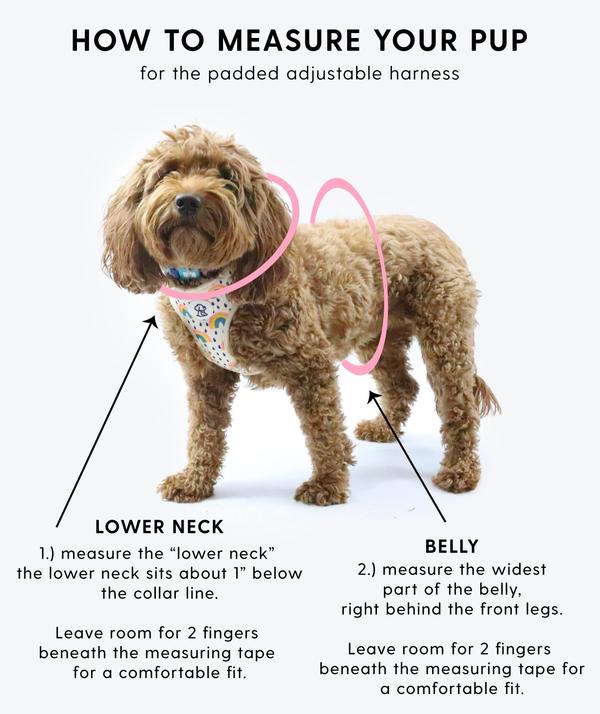 Rainbow Bright Padded Adjustable Dog Harness WALK RIPLEY AND RUE   