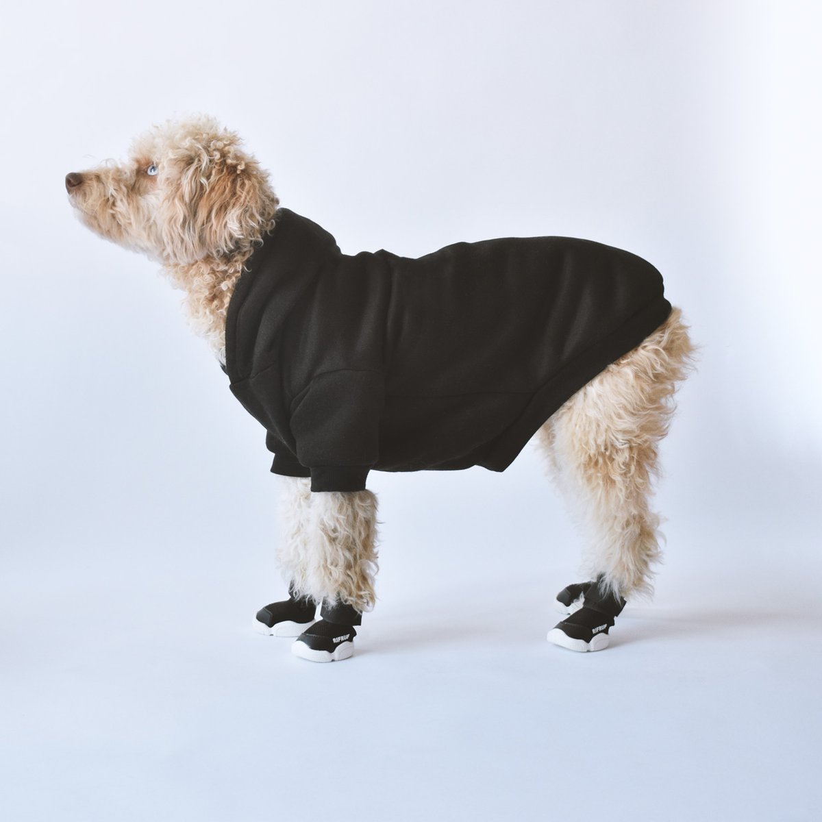 RIFRUF | Caesar Dog Sneakers in Black | DOG & CO.