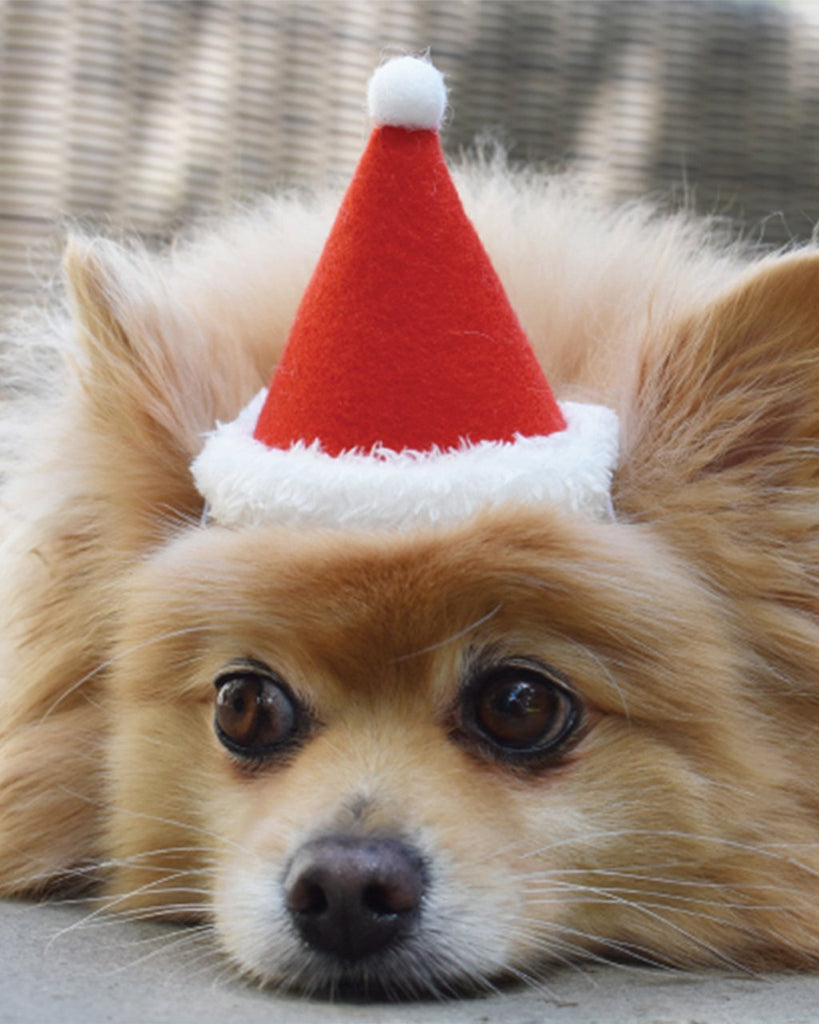 Santa Holiday Hat for Dogs & Cats (Made in the USA) Wear MODERN BEAST   