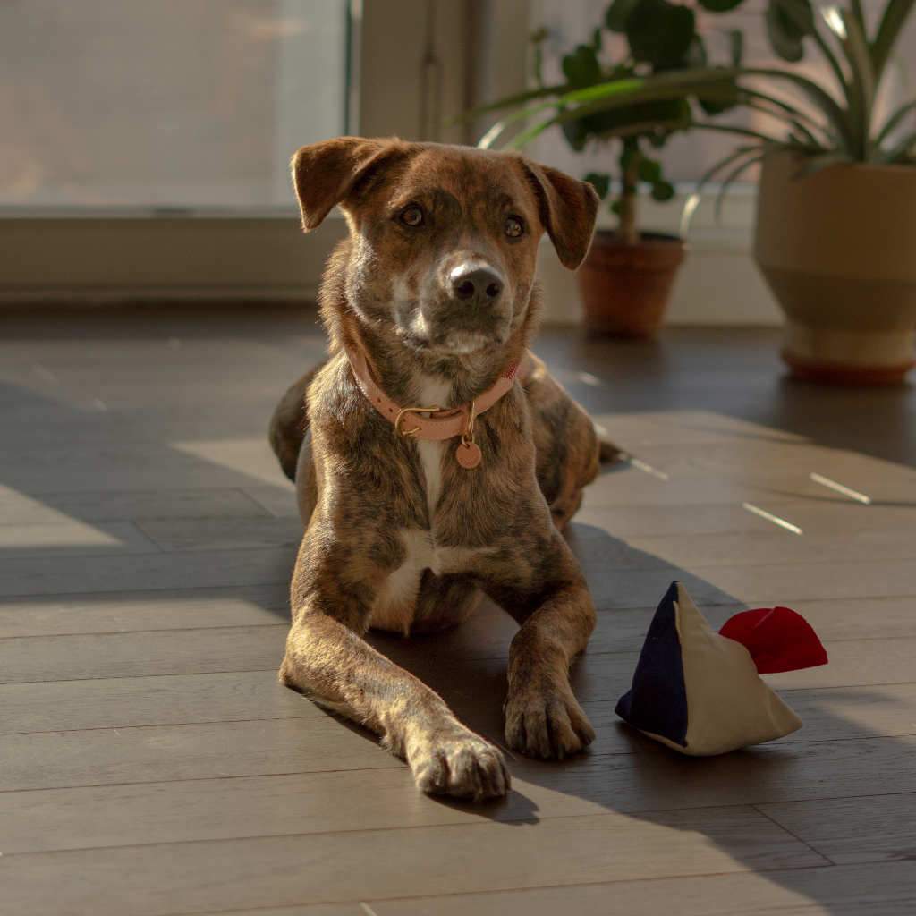 THE FURRYFOLKS | Semo Nosework Toy Toys THE FURRY FOLKS   