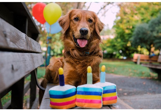 Bone-Appetite Birthday Cake Dog Toy Play P.L.A.Y.   