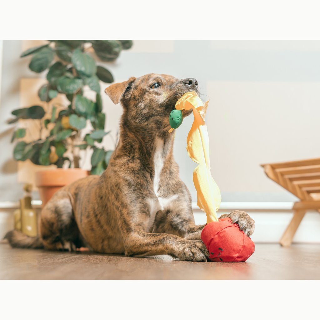 Tomato Interactive Nosework Dog Toy Play THE FURRY FOLKS   