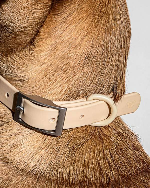 Modern Dog Collar in Tan << FINAL SALE >> WALK WILD ONE   